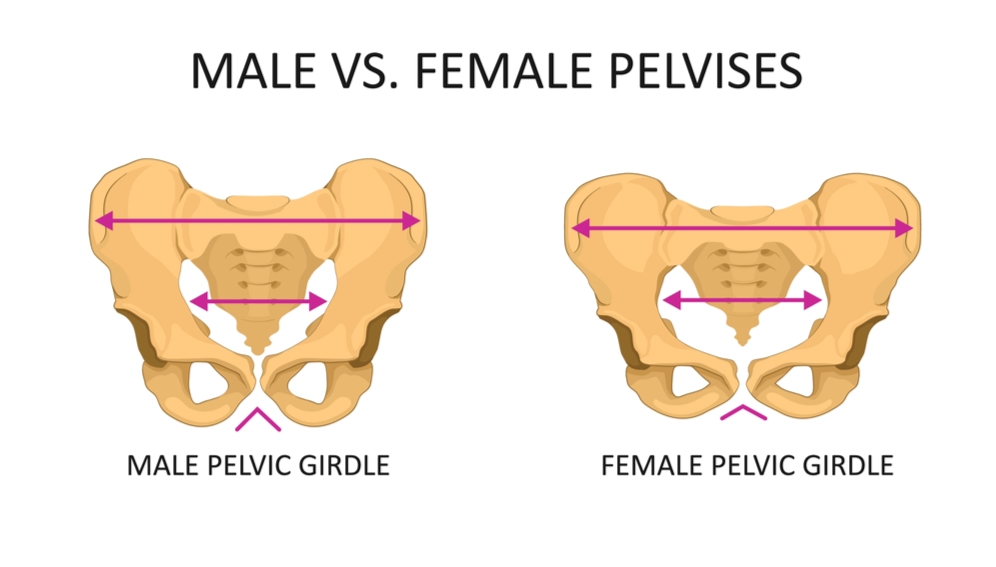 The Pelvis How Well Do You Know It Completely Aligned