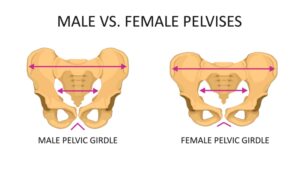 Male vs Female Pelvic Girdle Diagram