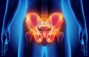 Read more about the article The Pelvis: How Well Do You Know It?