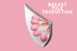 Lactation and Breast Milk Production